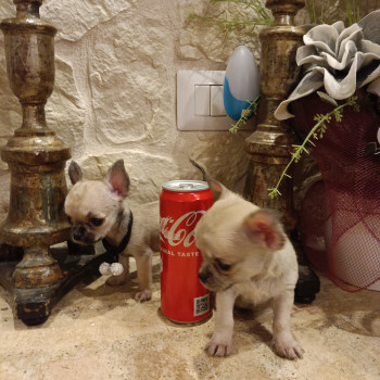 Chihuahua meravigliosi cuccioli in vendita 