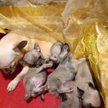 Chihuahua stupendi cuccioli in vendita 
