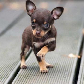 cuccioli di chihuahua