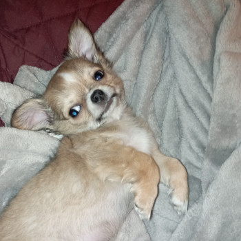 Chihuahua cuccioli 