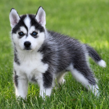 Regarlo Husky siberiano cuccioli