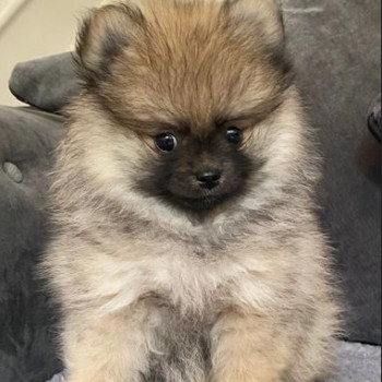 Regarlo Volpino Pomerania cuccioli