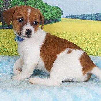 Regarlo Jack Russell cuccioli