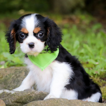 Regarlo Cavalier King cuccioli