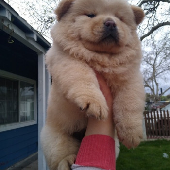 Regarlo Chow Chow cuccioli