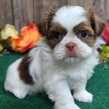 Regarlo Shih Tzu cuccioli 