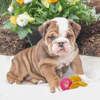 Regarlo Bulldog Inglese cuccioli