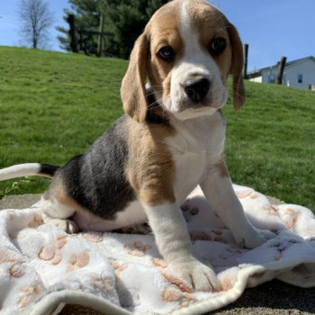  Regalo Beagle cuccioli