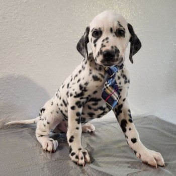 Regarlo Dalmata cuccioli