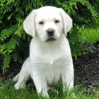 Regarlo Labrador Retriever cuccioli