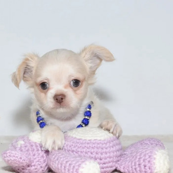  bellissimi cuccioli chihuahua regalo