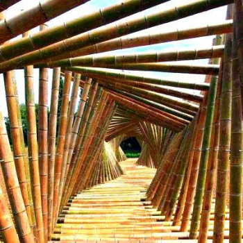 Vendo canne di bambù con diametro da 1 a 10 cm. 